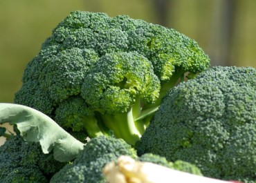 El cultivo asociado de brócoli y habas reduce el uso de fertilizante hasta un 30%
